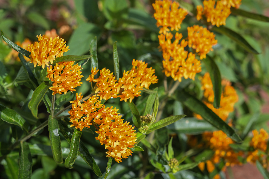 Butterfly weed milkweed 