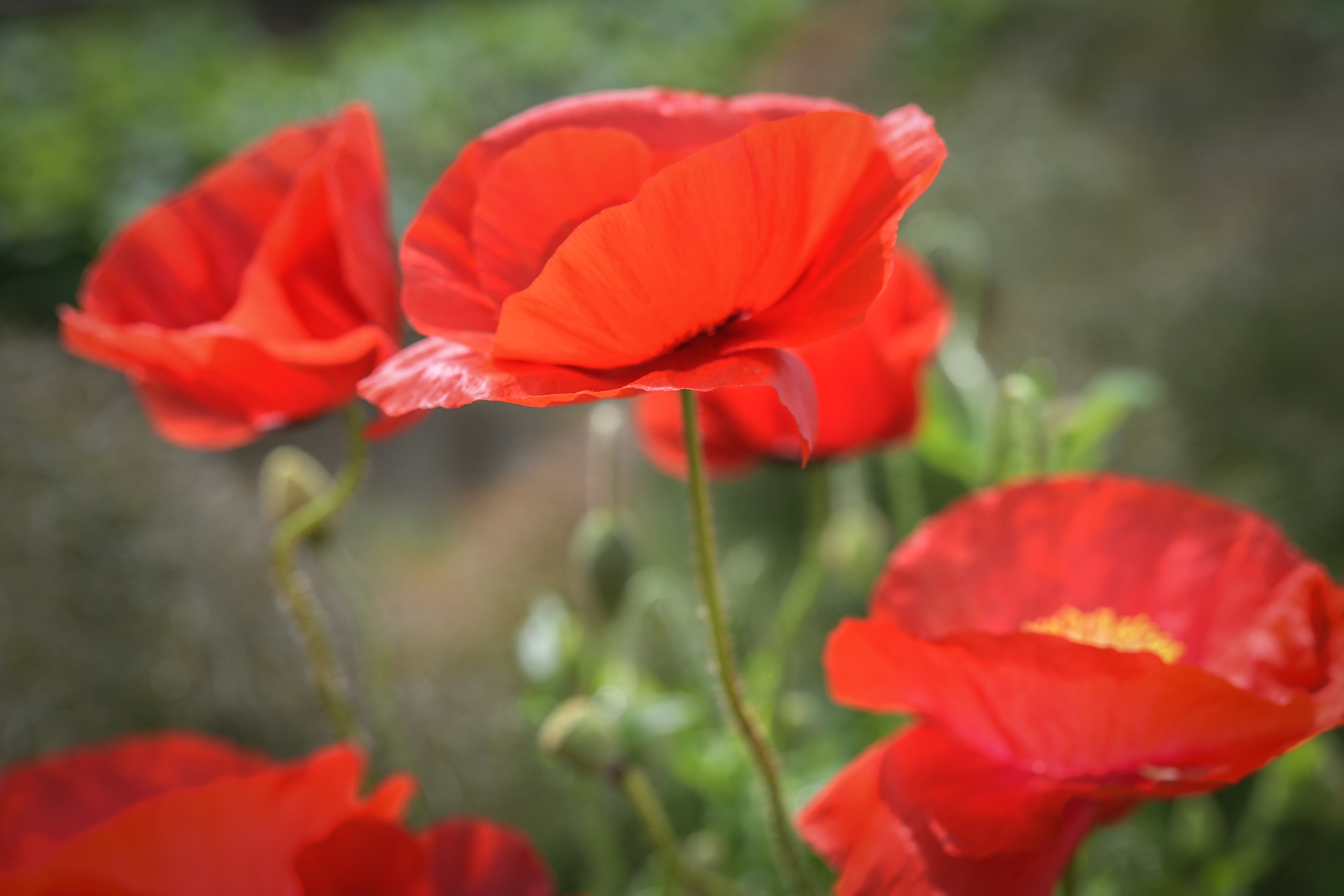 Red poppies close up American Legion poppy flower