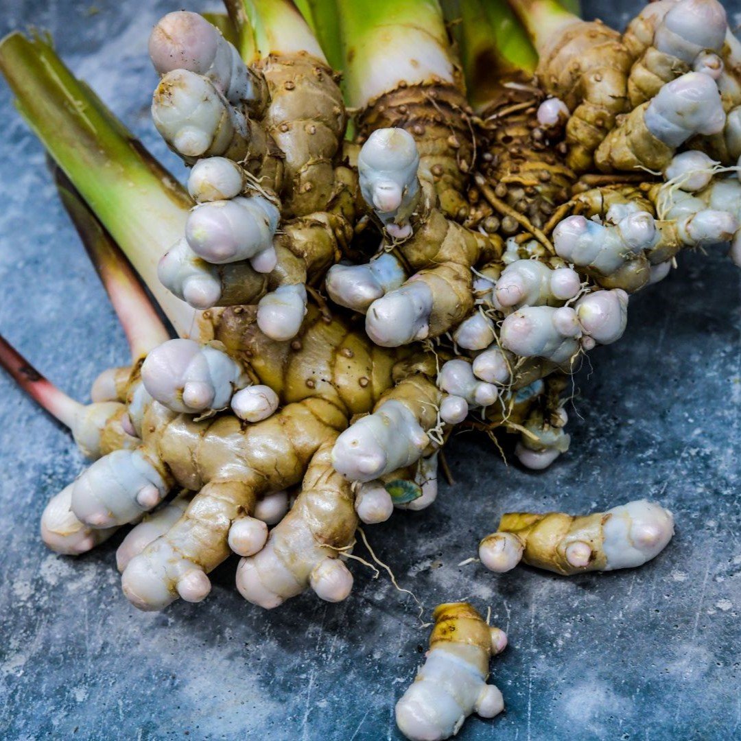 Clumps of knobby grey-blue to brown turmeric roots on a dark blue-black surface. The "finger" and "hand" shapes of the roots can be seen.