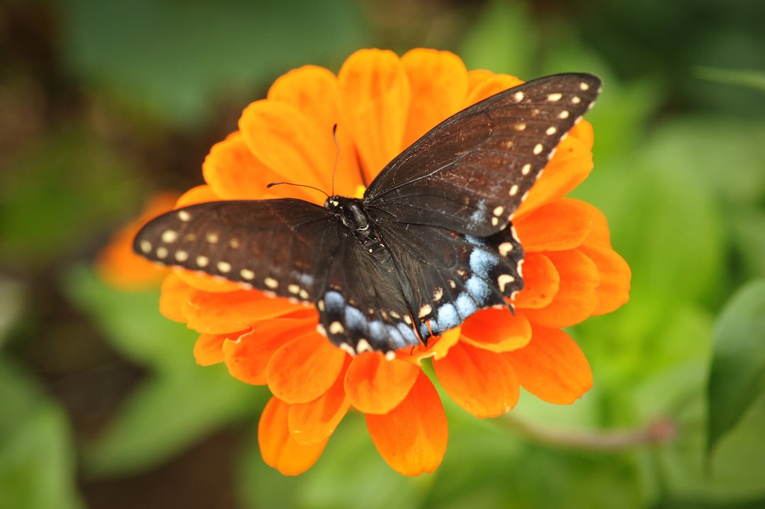 Orange King zinnia with butterfly