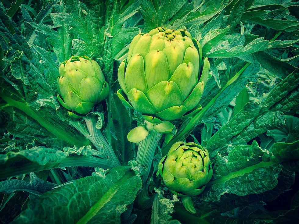 The Definitive Guide for How To Get Water Artichoke Seeds